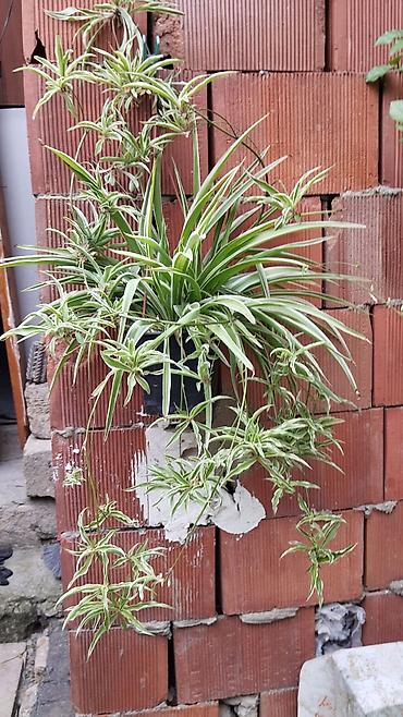 çilədağı bitkisi qiyməti: Satılır: dekorativ saksı bitkiləri dəsti - Schefflera arboricola — 10