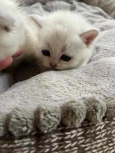 Pişiklər: Britan — 7