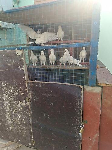 goyerçin: Tergidirem isle elaqeder hamsi cutdur uçuslu heyvanlardi baxan bilecey — 3