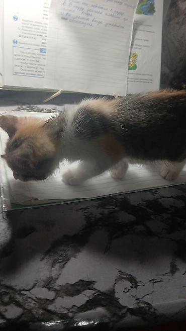 вислоухие котята бишкек: Котята в добрые руки. одна девочка, два мальчика. едят любую еду, к — 8