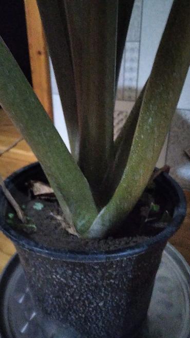 guldəfnə bitkisi: Böyük ölçülü otaq bitkisi – Dieffenbaxiya (Dieffenbachia) - Qalın — 3
