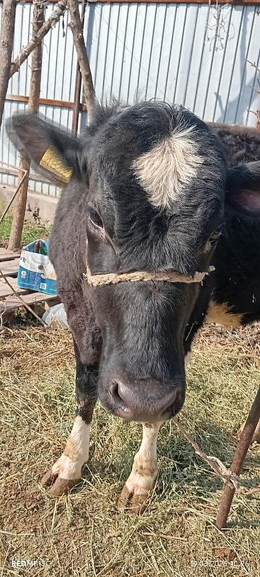 Коровы, быки: Продаю | Тёлка | Для разведения | Нетель — 11