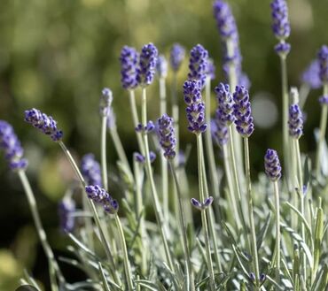 zire bitkisi: Lavanda💜