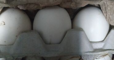 куплю уток в Кыргызстан | ПТИЦЫ: Продаю утиные яйца (мускусные утки) 25 сомов/штука. Могу привезти в