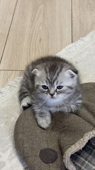 Продажа кошек: Три кошки и один кот Породистые котята серебристого окраса — 36