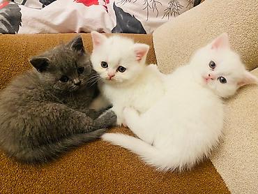 cutlesme pisik: Şotland yastı qulaq, Erkək, Dişi, Cütləşmə üçün, Ödənişli çatdırılma — 6