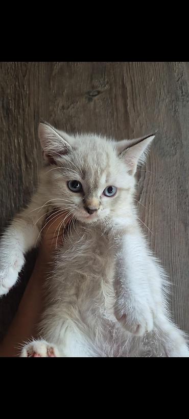 Кошки: Шотландская, Самец, Платная доставка, Самовывоз — 9