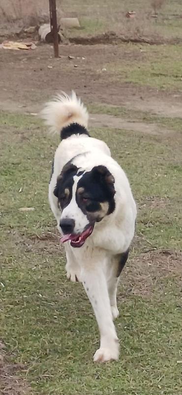 İtlər: Alabay, 1 il, Dişi, Peyvəndli — 5