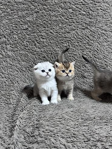 белая вислоухая кошка: Скотиш Фолд (Шотландская вислоухая), 1 месяц, Девочка, Золотая шиншилла, Проглистована — 9