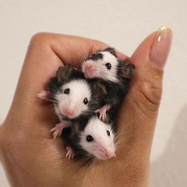 Хомяки: Продаются хомячки джунгарские, сирийские, ангорские пушистые хомячки — 5