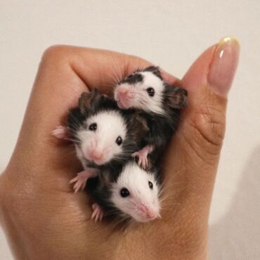 Хомяки: Продаются хомячки джунгарские, сирийские, ангорские пушистые хомячки — 16