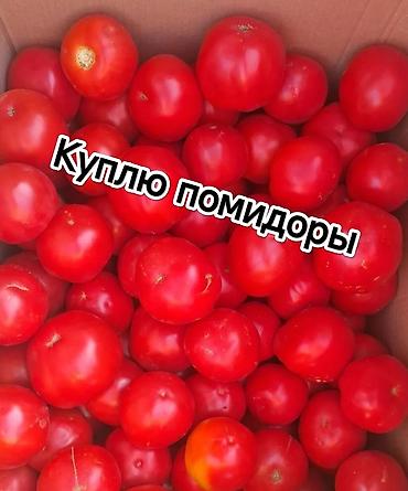куплю помидоры: Помидоры Красные, Оптом — 1