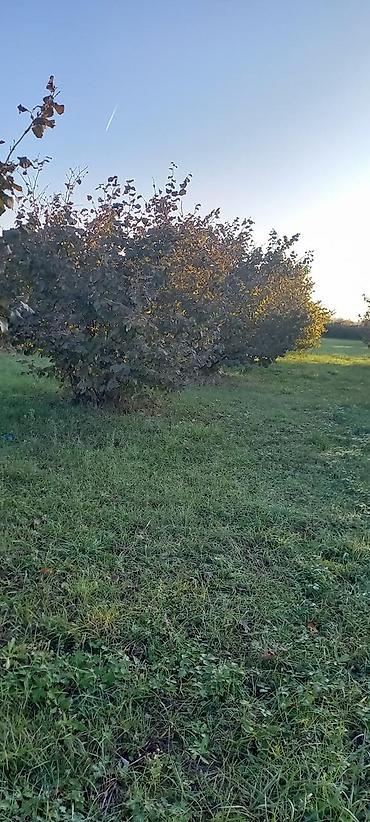 garden: 166 sot, Kənd təsərrüfatı, Mülkiyyətçi, Kupça (Çıxarış) — 4