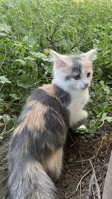 Отдам даром кошку: 4 месяца, Девочка, Метис, Приучена к лотку, Проглистована — 7