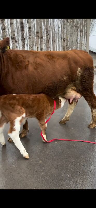 Inəklər, öküzlər: Satılır: inək bala ilə - Cins: qırmızı-ağ rəngdə, ətlik-südlük tip — 6