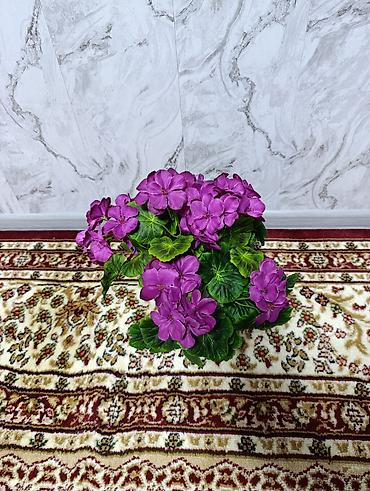 Декоративные цветы: Горшечные примулы (Primula) — декоративные комнатные растения с — 13