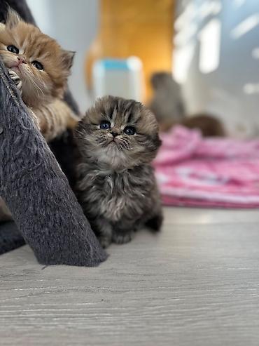 Pişiklər: Fars — 4