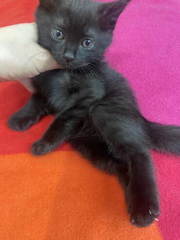 черный британский кот: Отдам в добрые и хорошие руки котёнка, черная девочка, активная