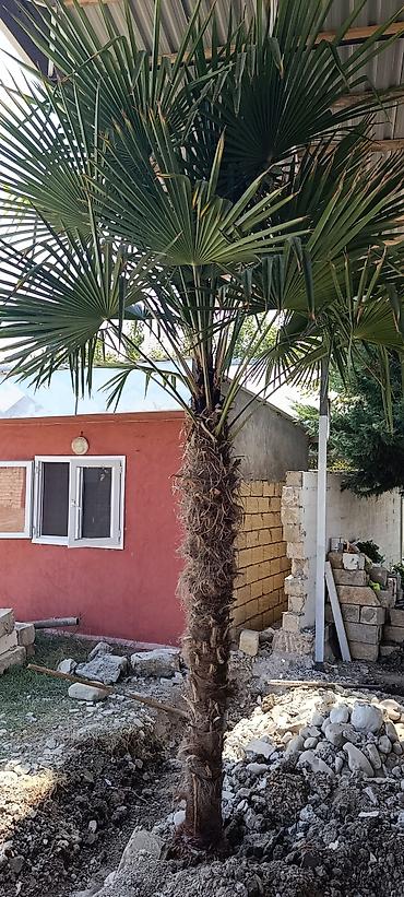 balıq məhsullarının satışı: 🌴 12 Yaşlı Möhtəşəm Trachycarpus Fortunei (Çin Yelpik Palması) — 2