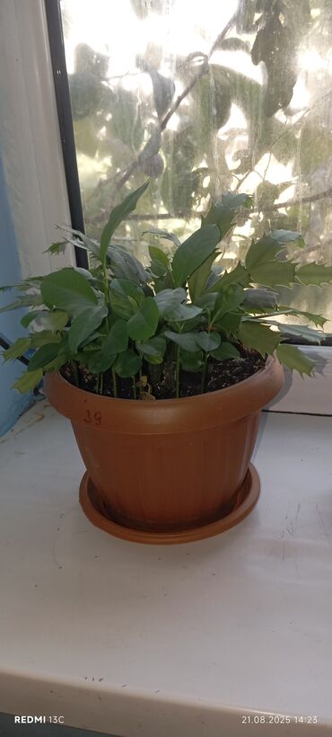 Фикусы: Растение фикус эластика (каучуконосный) с крупными глянцевыми листьями — 10