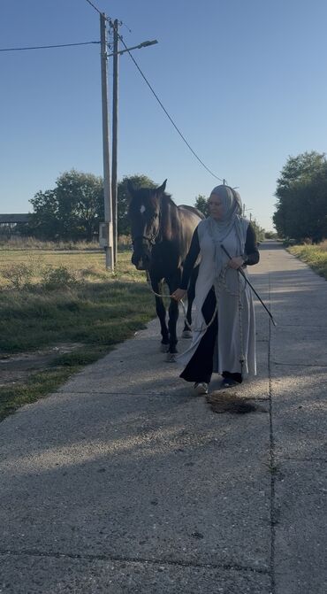Domaće životinje: Na prodaju: crni konj, atletske građe i pravilnih nogu. - Tip — 6