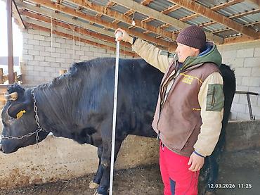 Коровы, быки: Продаю | Бык (самец) | Швицкая — 4