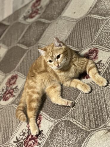 голубая сибирская кошка: Пропала кошка, если увидите пожалуйста свяжитесь