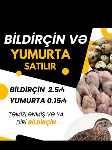 Чехлы: Bildircin satisi