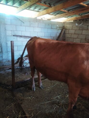 дойные коровы токмок: Продаю | Корова (самка) | Голштин, Айрширская | Для молока | Стельные