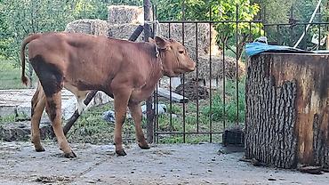 Inəklər, öküzlər: Dişi, Simental, il: 3, 500 kq — 9