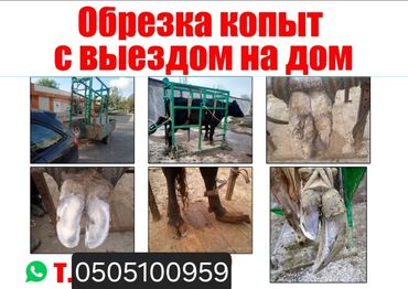 щенки охотничьих собак: Обрезка копыт с выездом на дом Профессиональная обработка копыт КРС