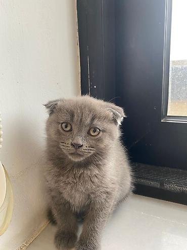 Pişiklər: Şotland — 7