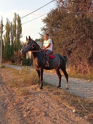 бодоно фото: Продаю | Конь (самец) | Конный спорт | Племенные — 2