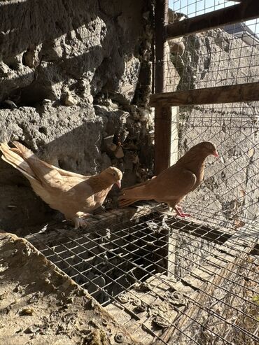 Птицы: Продаю голубей!!!! На фото представлены голуби разных пород. Цены на — 5
