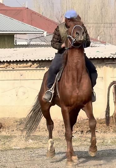 Лошади, кони: Продаю | Конь (самец) | Рабочий — 6