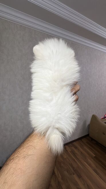 İtlər: Şpitz, 2 ay, Erkek, Peyvəndli, Ünvandan götürmə — 6