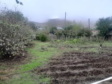 Torpaq sahələrinin satışı: 11 sot, Kənd təsərrüfatı, Kupça (Çıxarış) -da lalafo.az — 17 Torpaq sahələrinin satışı: 11 sot, Kənd təsərrüfatı, Kupça (Çıxarış) — 17