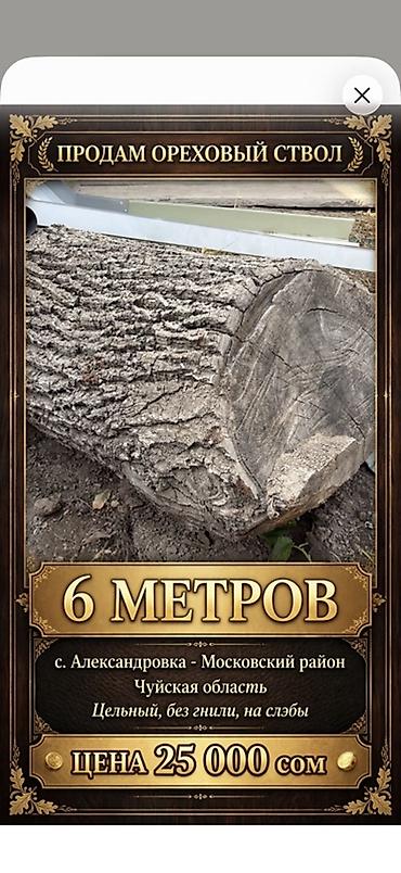 Ореховый ствол для распила на слэбы. - Порода: орех - Длина: 6 метров at lalafo.kg Ореховый ствол для распила на слэбы. - Порода: орех - Длина: 6 метров