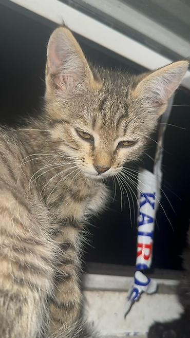 коён ош: 🐱 Отдам котят в добрые руки БЕСПЛАТНО! Даром 😔💔. Очень срочно! Ищем — 8