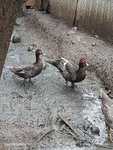 kənd xoruzu: Erkək, | Lal ördək, Damazlıq, Ödənişli çatdırılma — 3