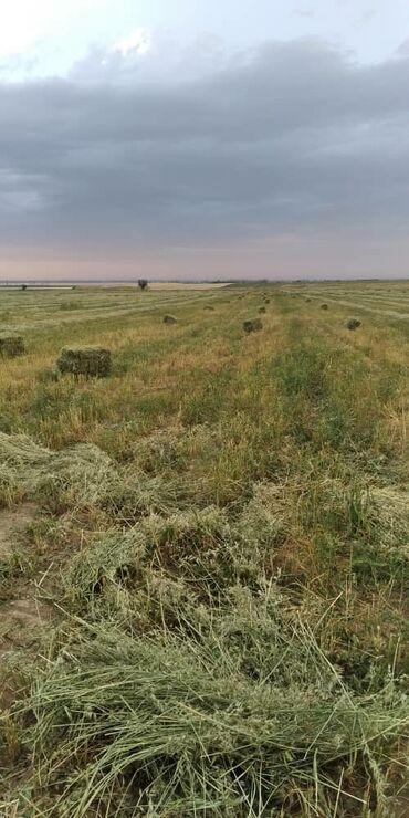 домик для животных: Чоп беде прес сатылат сураныч только чалгыла