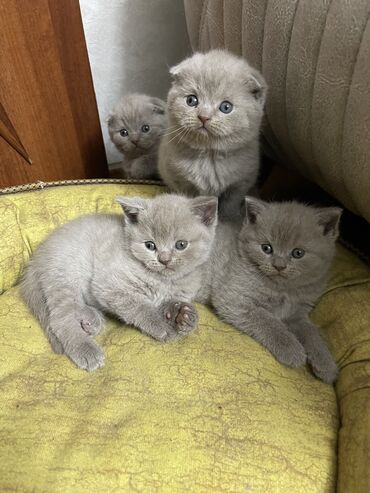 cuce ucun su qabi: Şotland, Erkək, Dişi