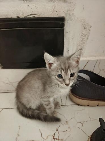pişik cüt: Məhsul: Pişik balaları Təsvir: - Şirin, tüklü pişik balaları – boz — 2