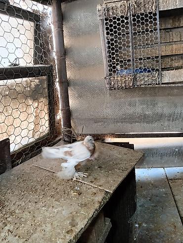 Птицы: Продаю молодых голубей 1 шт стоит пятьсот сом окончательно родители — 10