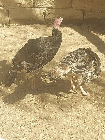 Toyuqlar: Toyuq, Ətlik, Ünvandan götürmə -da lalafo.az — 14 Toyuqlar: Toyuq, Ətlik, Ünvandan götürmə — 14