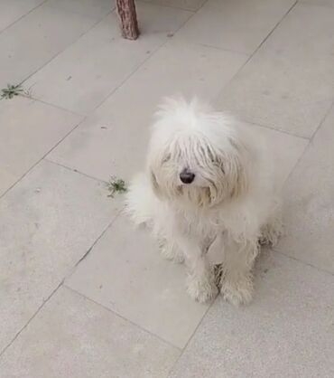 Pudel, 11 ay, Dişi