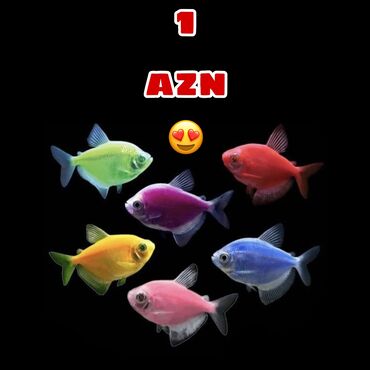 Akvariumlar: Balıqlar 1azn