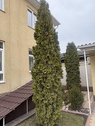 Ель: Продаю Ели голубые от 2-4 метров, колоновидные туи 4 метровые: густые — 30