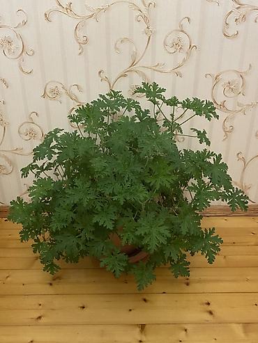ətirşah bitkisi: Otaq bitkisi – ətirli geranium (sardunya, Pelargonium graveolens) - — 1