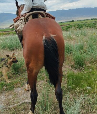 Лошади, кони: Продаю | Конь (самец) | Полукровка, Дончак | Конный спорт | Племенные